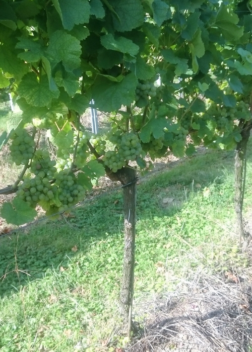 Silvaner Wue 318 DSC 0456